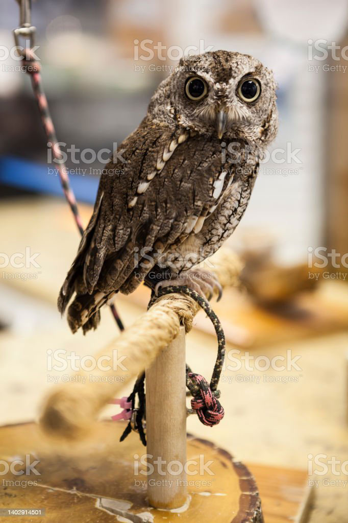   chughad, chughal, chugal, ਚੁਗਦ, ਚੁਗਲ, chughal an owl screech owl, چغد, چغل, چگل, الو,