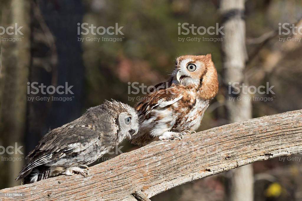  chughad, chughal, chugal, ਚੁਗਦ, ਚੁਗਲ, chughal an owl screech owl, چغد, چغل, چگل, الو,