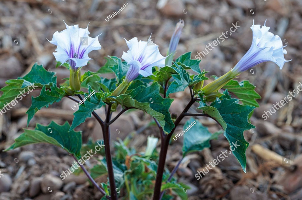 dhatoora, ਧਤੂਰਾ, dhatura ,ਧਤੂਰੀ, dhaturi, dattur, ਦੱਤੂਰ , Datura stramonium, thornapple, jimsonweed , jimson weed, devil's trumpet,دھتورا, داتورا
