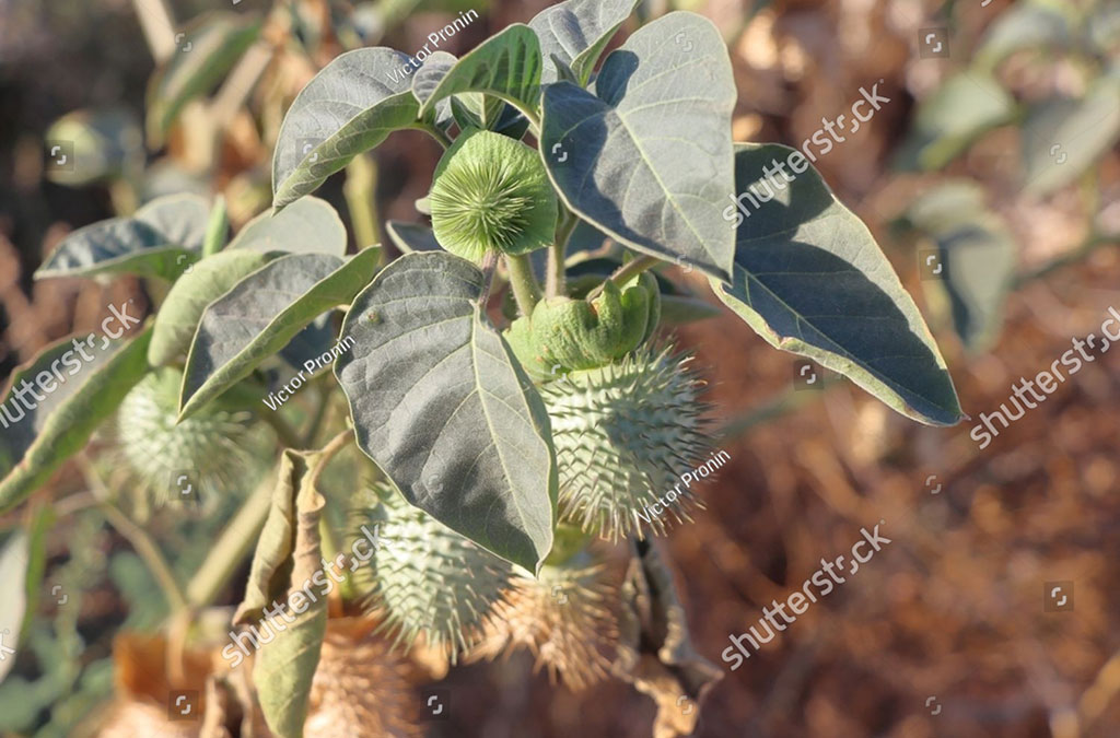dhatoora, ਧਤੂਰਾ, dhatura ,ਧਤੂਰੀ, dhaturi, dattur, ਦੱਤੂਰ , Datura stramonium, thornapple, jimsonweed , jimson weed, devil's trumpet,دھتورا, داتورا