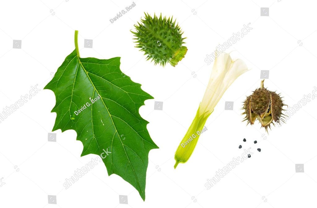 dhatoora, ਧਤੂਰਾ, dhatura ,ਧਤੂਰੀ, dhaturi, dattur, ਦੱਤੂਰ , Datura stramonium, thornapple, jimsonweed , jimson weed, devil's trumpet,دھتورا, داتورا