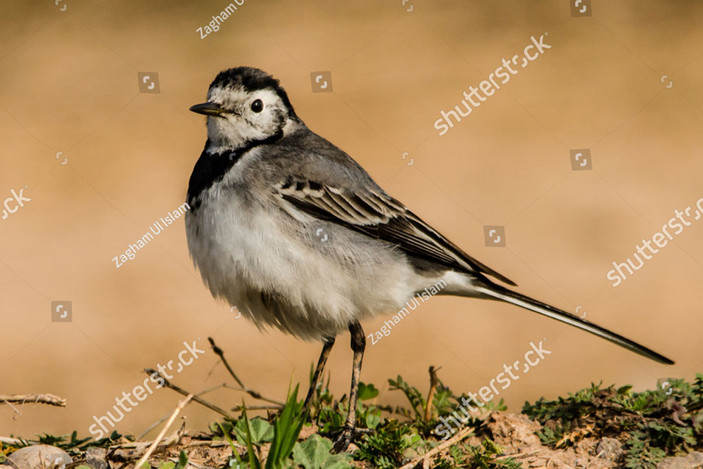 dhob, ਧੋਬਾ ,,bird, پرندہ