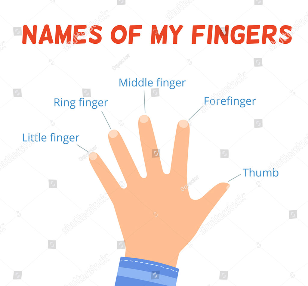 finger names,  انگلیاں دے ناں