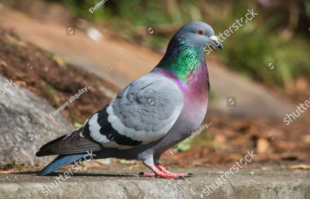  گیرا,گیرڑا, گیڑا ,gera,ਗੇਰਾ, ਗੇਡ਼ਾ,male dove,   geyra,gera, گیرا, گیرڑا,گیڑا,  ,  