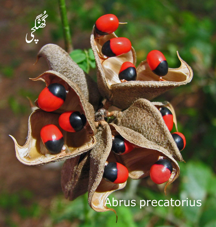 Abrus precatorius,  jequirity bean