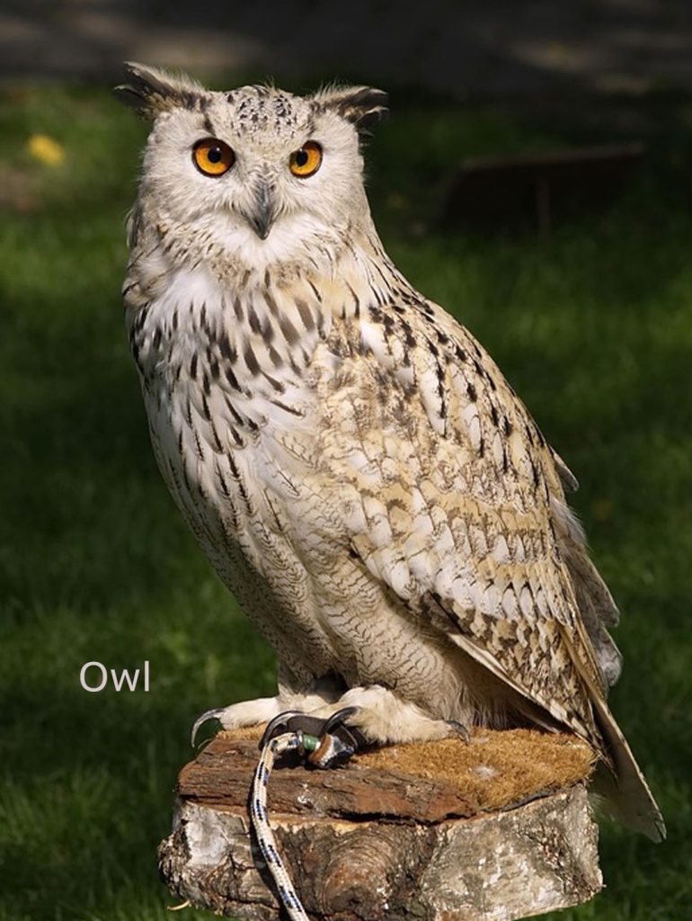   گھگھ,ghugh,ghhughh ,ਘੁਘ, گھگھ,ghugh , Owl ,ਘੁਘ, animal,جانور ,  ghughaaN,گھگھاں,گھگھ نماشاں, گھگھ آنٛدھار,,گھگ ,