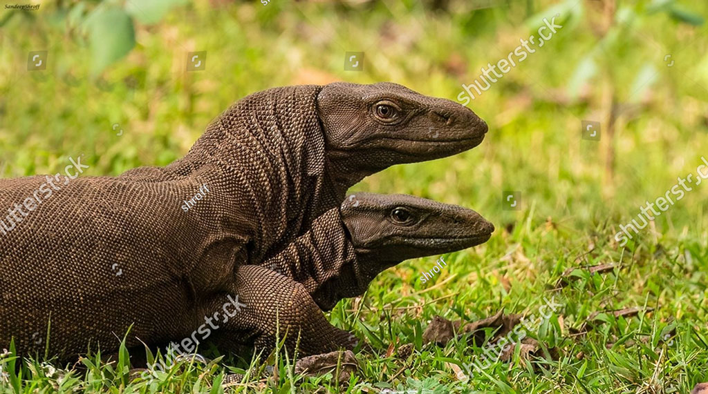    ,گوہ,چھپکلی,گوہں,گوہ گہیرا,گہیرَہ,Iguana, Monitor lizard, a large kind of lizard,goh, gaheera, iguana, ਗੋਹ,  ਗੋਹ ,ਗਹੀਰਾ, 