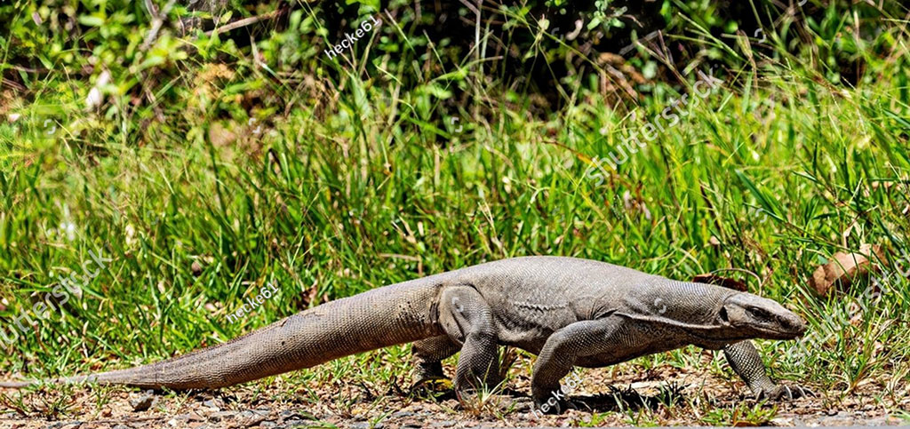    ,گوہ,چھپکلی,گوہں,گوہ گہیرا,گہیرَہ,Iguana, Monitor lizard, a large kind of lizard,goh, gaheera, iguana, ਗੋਹ,  ਗੋਹ ,ਗਹੀਰਾ, 