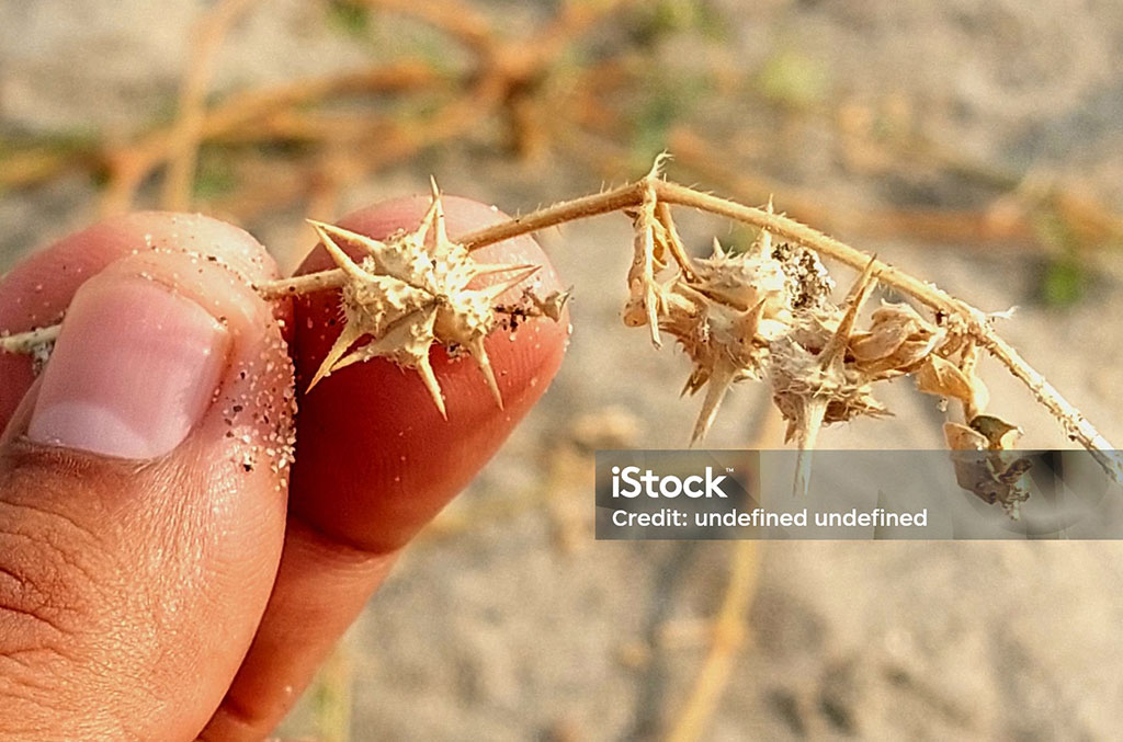  گوکھڑو,گوکھرو,gokhroo,ਗੋਖਰੂ,Tribulus alatus,Traditional Ornaments of Punjab,Jewellery,jewelry,زیور, ,گہنا,بُھوکھن,النکار,ٹُوم,ٹومب,ٹونب چھلا,,Traditional Ornaments of Punjab,Jewellery,jewelry,zaiwar,زیور, ,گہنا,بُھوکھن,النکار,ٹُوم,ٹومب,ٹونب چھلا, 