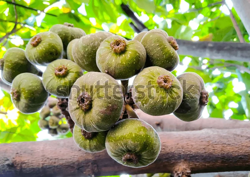 Ficus Glomerata, Ficus racemosa ,   گولر ,گلھر , گلر,گُلر ,golar,ਗੋਲਰ,  gular,
Ficus glomerata, Ficus lucescens, Ficus racemosa var. elongata