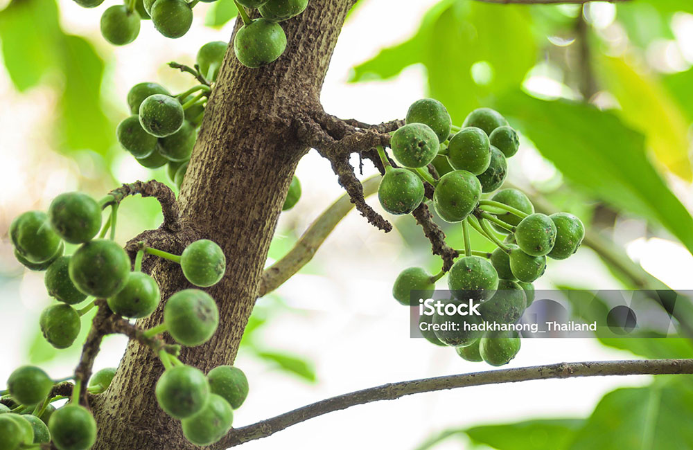Ficus Glomerata, Ficus racemosa ,   گولر ,گلھر , گلر,گُلر ,golar,ਗੋਲਰ,  gular,
Ficus glomerata, Ficus lucescens, Ficus racemosa var. elongata