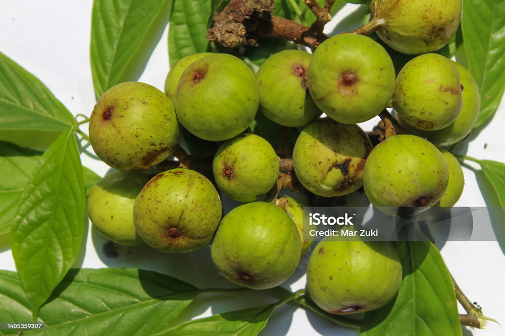 Ficus Glomerata, Ficus racemosa ,   گولر ,گلھر , گلر,گُلر ,golar,ਗੋਲਰ,  gular,
Ficus glomerata, Ficus lucescens, Ficus racemosa var. elongata