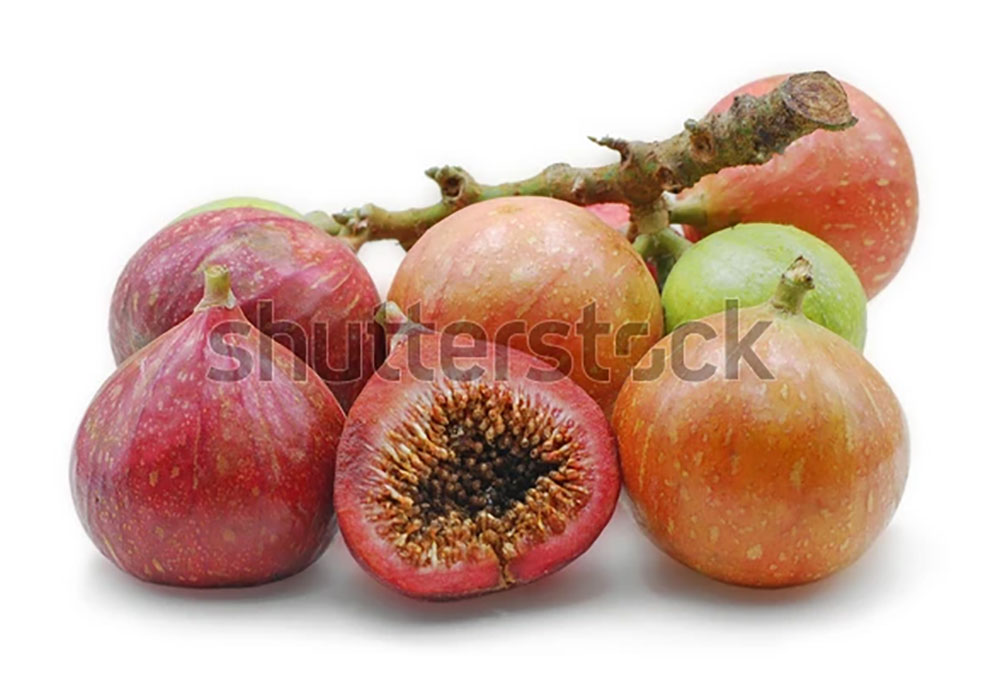 Ficus Glomerata, Ficus racemosa ,   گولر ,گلھر , گلر,گُلر ,golar,ਗੋਲਰ,  gular,
Ficus glomerata, Ficus lucescens, Ficus racemosa var. elongata