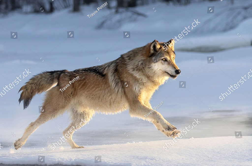  گرگ , بھیڑیا ، ایک مشہور درندہ,  گھوڑے کا ایک رنگ  ، خاکستری,  کبوتر کا ایک رنگ ، خاکستری , Wolf , gurg, ਗੁਰਗ 