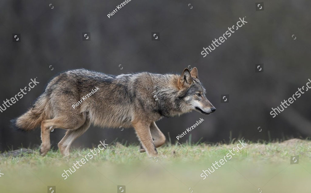  گرگ , بھیڑیا ، ایک مشہور درندہ,  گھوڑے کا ایک رنگ  ، خاکستری,  کبوتر کا ایک رنگ ، خاکستری , Wolf , gurg, ਗੁਰਗ 