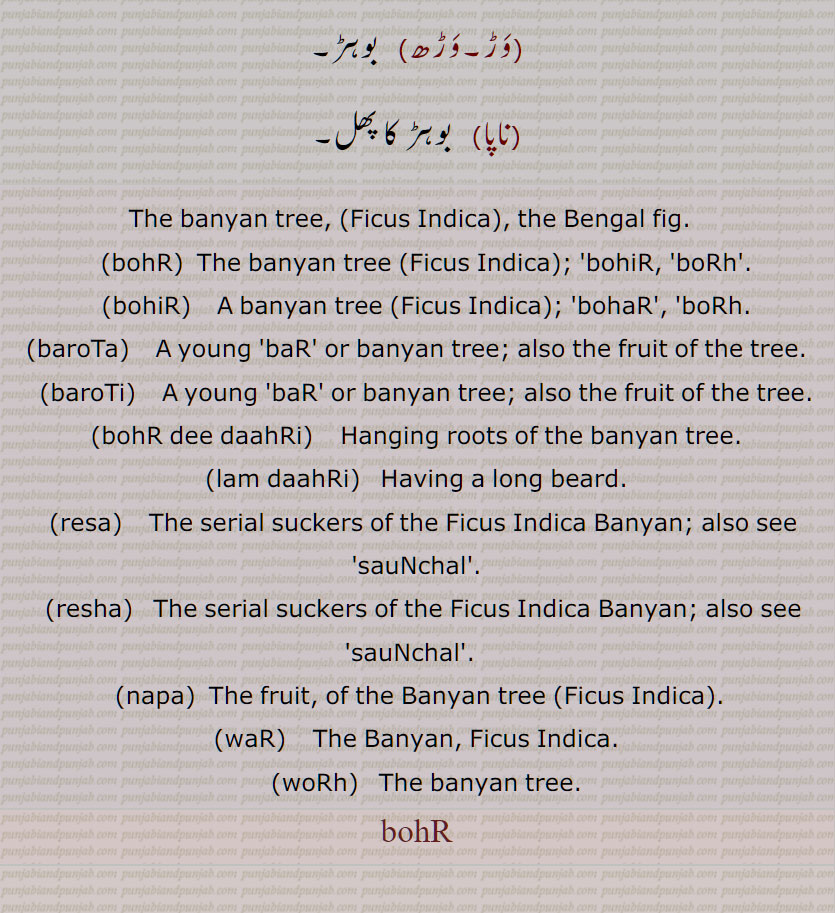 bohr, bohir, borh, بوہڑ ,ਬੋਹੜ,  ਬੋੜ੍, بوڑھ, برگد,بڑھ, برگد کا دودھ, bohar,bohir, barota,daahri, resa, resha,napa, war, worh, bar, baroti, ناپا, وڑ, وڑھ, ریسا, ریشا, بوڑھیاں پونا, بوڑھیاں پینا,بروٹی, بروٹا, بوہڑ دی داڑھی, بوہڑ داہڑیا, بوہڑ دا دودھ, دونے,
bohr, bohir, borh, بوہڑ ,ਬੋਹੜ,  ਬੋੜ੍, بوڑھ, برگد,بڑھ, برگد ,Banyan tree, Ficus indica