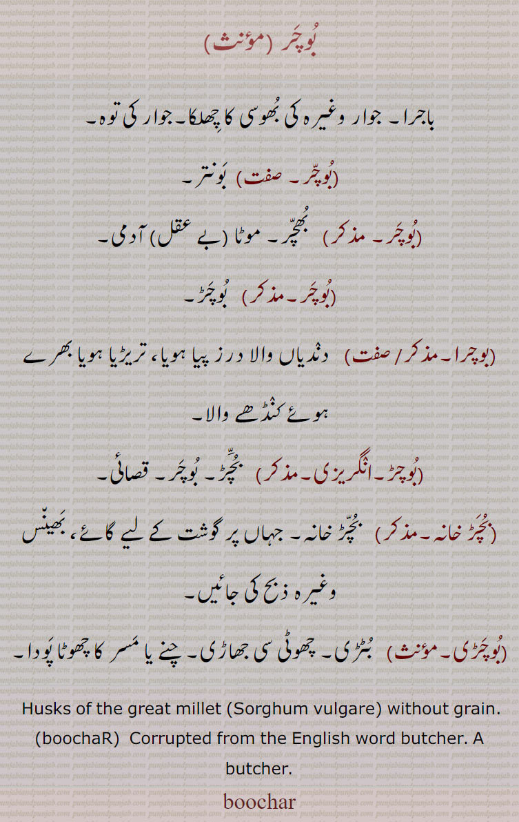  بوچر , boochar , ਬੂਚਰ, butcher,  boochaR, ਬੁਚਡ਼,بوچرا,,بوچڑی, بوچڑ  
بوچر,باجرا۔ جوار وغیرہ کی بھوسی کا چھلکا۔جوار کی توہ,بوچر,  بونتر,بوچر,  بھچر۔ موٹا (بے عقل) آدمی,بوچر,  بوچڑ,بوچرا, دندیاں والا درز پیا ہویا، تریڑیا ہویا بھرے ہوئے کنڈھے والا,بوچڑ,  بچڑ۔ بوچر۔ قصائی,بچڑ خانہ۔مذکر)   بچڑ خانہ۔ جہاں پر گوشت کے لیے گائے، بھین٘س وغیرہ ذبح کی جائیں,بوچڑی,  بٹڑی۔ چھوٹی سی جھاڑی۔ چنے یا مسر کا چھوٹا پودا, Husks of the great millet (Sorghum vulgare) without grain.,boochaR, Corrupted from the English word butcher. A butcher.