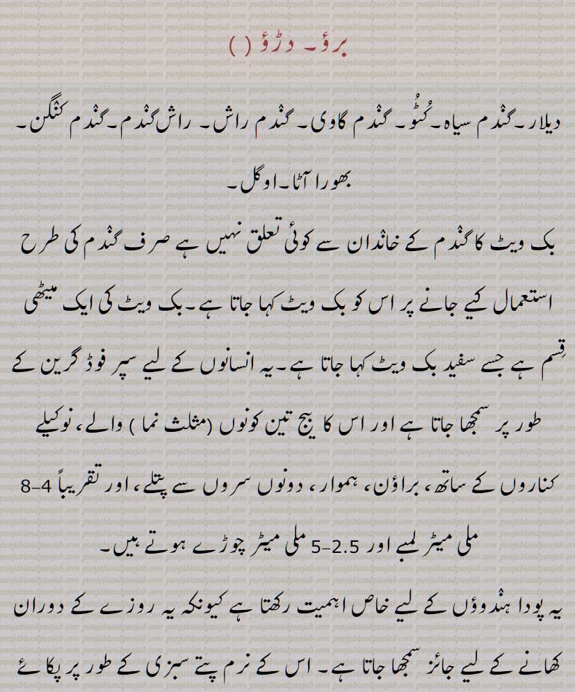    برؤ, دڑؤ ,دیلار,گندم سیاہ,کٹو, گندم گاوی, گندم راش, راش‌گندم,گندم کنگن, بھورا آٹا,اوگل, بک ویٹ , Buck-wheat, brau, drau, phaphra, kultu, kathu, phapar, garo, kotu,  kuktu, ogal, kulti, kathu, bv crau, doron, kaadu godhi, Fagopyrum esculentum  , brau, drau, ਦੜਊ, ਦਡ਼ਊ, darau , ogal,  ਓਗਲ, daraoo, ਦਡ਼ਊ, ਉਗਲ ,ugal,ਬਰਊ,  ਦੜਊ, ਦਡ਼ਊ, 