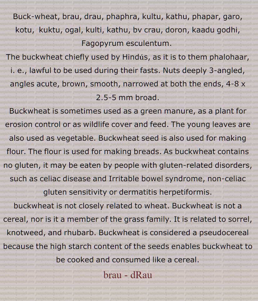    برؤ, دڑؤ ,دیلار,گندم سیاہ,کٹو, گندم گاوی, گندم راش, راش‌گندم,گندم کنگن, بھورا آٹا,اوگل, بک ویٹ , Buck-wheat, brau, drau, phaphra, kultu, kathu, phapar, garo, kotu,  kuktu, ogal, kulti, kathu, bv crau, doron, kaadu godhi, Fagopyrum esculentum  , brau, drau, ਦੜਊ, ਦਡ਼ਊ, darau , ogal,  ਓਗਲ, daraoo, ਦਡ਼ਊ, ਉਗਲ ,ugal,ਬਰਊ,  ਦੜਊ, ਦਡ਼ਊ, 