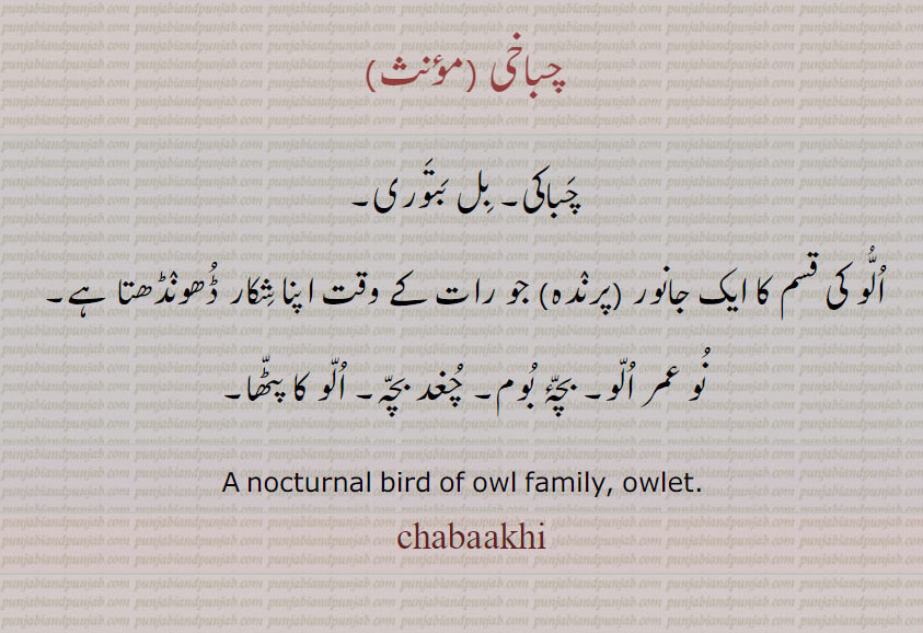  chabakhi, ਚਬਾਖ਼ੀ,   ਬਿਲਬਤੌਰੀ,,چباخی ,چباکی, بل بتوری,الُو کی قسم کا ایک جانور ,پرندہ,جو رات کے وقت اپنا شکار ڈھونڈھتا ہے,نو عمر الو, بچۂ بوم, چغد بچہ, الو کا پٹھا, A nocturnal bird of owl family, owlet.chabaakhi,