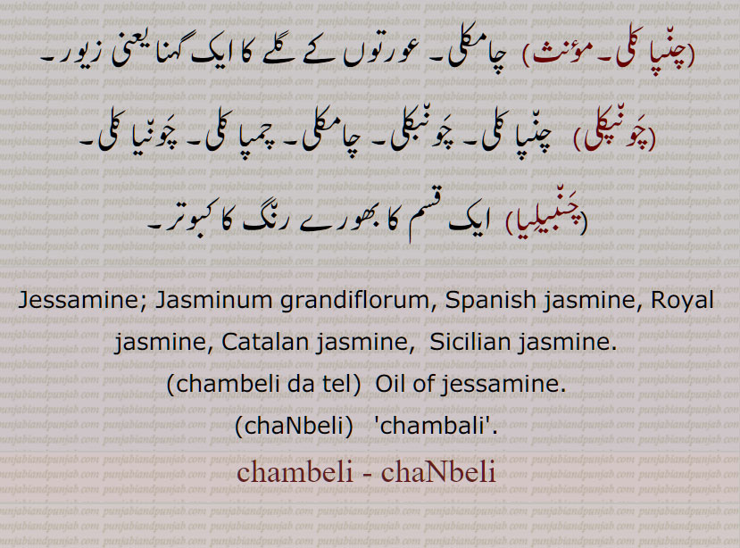 چمیلی, چنبیلی, خوشبودار پھول یا پودا، , سفید اور زرد ,تیل اور عطر بنایا جاتا ہے ,, یاسمین، سمن,ایک زیور کا نام ,آتش بازی کی ایک قسم ,چنبیلی دا پِیہن رلیا ہویا ہونا ,چنبیلی دا تیل,چنپا, چنبا,چنپا کلی,چامکلی۔,چونپکلی,چونبکلی, چمپا کلی, چونیا کلی,چنبیلیا,بھورے رنگ کا کبوتر, Jessamine; Jasminum grandiflorum, Spanish jasmine, Royal jasmine, Catalan jasmine,  Sicilian jasmine, chambeli da tel, chaNbeli, chambali, chambeli , chaNbeli,  ਚੰਬੇਲੀ chambeli,  چمیلی, چنبیلی,  plant, پودا