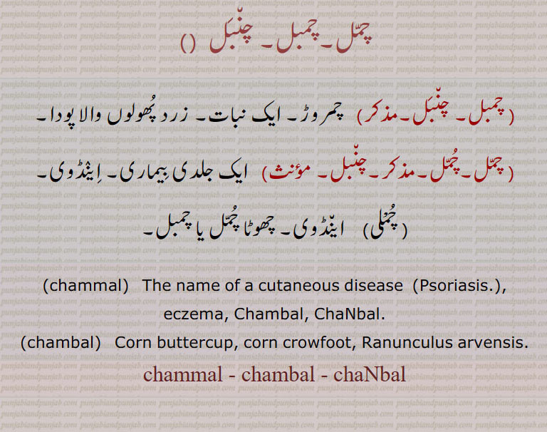chammal, chambal, chaNbal, ਚਮਬਲ,  ਚਮੱਲ, ਚੰਬਲ, چمل,چمبل, چنبل, چمبل, چنبل, چمروڑ, ایک نبات, زرد پھولوں والا پودا, چمل,چمل,مذکر,چنبل,    ایک جلدی بیماری, اینڈوی, چمْلی, اینڈوی, چھوٹا چمل یا چمبل,chammal, The name of a cutaneous disease  , Psoriasis , eczema, Chambal, ChaNbal.,chambal,   Corn buttercup, corn crowfoot, Ranunculus arvensis.,chammal , chambal, chaNbal