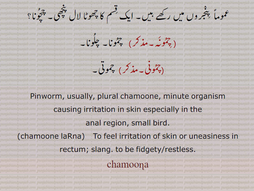  ਚਮੂਣੇ ਲੜਨੇ ,ਮੂਣਾ,  ਚਮੂਣੇ, ,چمونا ,چمونہ, دھاگ کیڑا, کرمک معایٰ, پیٹ کا کیڑا, کدودانہ, گنڈوا, ایک چھوٹا دھاگے نما کیڑا جو آنت اور معاء مستقیم (بڑی آنت)  کو ایذا پہنچاتا ہے، بالخصوص بچوں کو,چمونے لڑنا,   شرارتیں سوجھنا, شہوت جوش پر آنا, برا لگنا, ناگوار گزرنا, چرلے لگنا, چمونا, ایک طرح کا میٹھا میوہ,ایک چھوٹی سی کالے رنگ کی چوتھائی قد کی چڑیا, پدی کے برابر اور چڑیا سے چھوٹا پرندہ جس کی مختلف قسمیں پائی جاتی ہیں (جوگی، دیسی، سرخ اور خورد بہت مشہور ہیں ان کے رنگ بھی مختلف ہوتے ہیں بعض چمونے پدی سے بھی چھوٹے ہوتے ہیں اس کا یہ نام اس کے چھوٹا ہونے کی وجہ سے پڑا ), ایک قسم کی بہت چھوٹی رنگدار چڑیا جو عموماً  پنجروں میں رکھے ہیں, ایک قسم کا چھوٹا لال پنچھی, چچونا, چمونہ, چمونا, چلونا,چمونی,  چموتی,Pinworm, usually, plural chamoone, minute organism, causing irritation in skin especially in the, anal region, small bird.,chamoone laRna, To feel irritation of skin or uneasiness in rectum; slang. to be fidgety/restless.,chamoona,chamuna, 