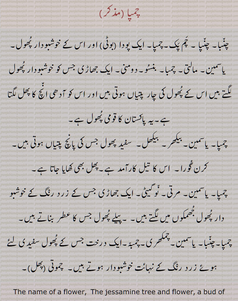 چمپا, چنبا, چنپا , چم پک,چمپا, پودا ,خوشبودار پھول, یاسمین, مالتی, چمبا, بنسو,دومنی, پاکستان کا قومی پھول ,بیکھر, بیکھل,  سفید پھول,کرن گورا, اس کا تیل ,پھل بھی کھایا , مرتی, نو گیٹی, زرد رنگ کے خوشبو دار پھول,پیلے پھول,عطر , چمکھری,چمبہ,  چموتی ,The name of a flower,  , jessamine tree , flower,  champa, Jasminum officinale, Jasmine, Yasmeen, white jasmine, true jasmine ,  National flower of Pakistan,
Prinsepia utilis, Bekhar, Bekhal, Bhikal, Bekkra, Bhekal, Cherara, Dhatila,  edible fruits,  traditional medicine , Jasminum humile, Chrysojasminum humile, Italian jasmine, Chrysojasminum humile,  yellow jasmine, Ghamba,   shing. Jasminum, scented plants, Michelia champaca , Magnolia champaca ,  champa,  champak, perfume tree,  yellow jade orchid tree and fragrant Himalayan champaca, champa,ਚੰਪਾ,ਚਮਪਾ,ਚੰਬਾ