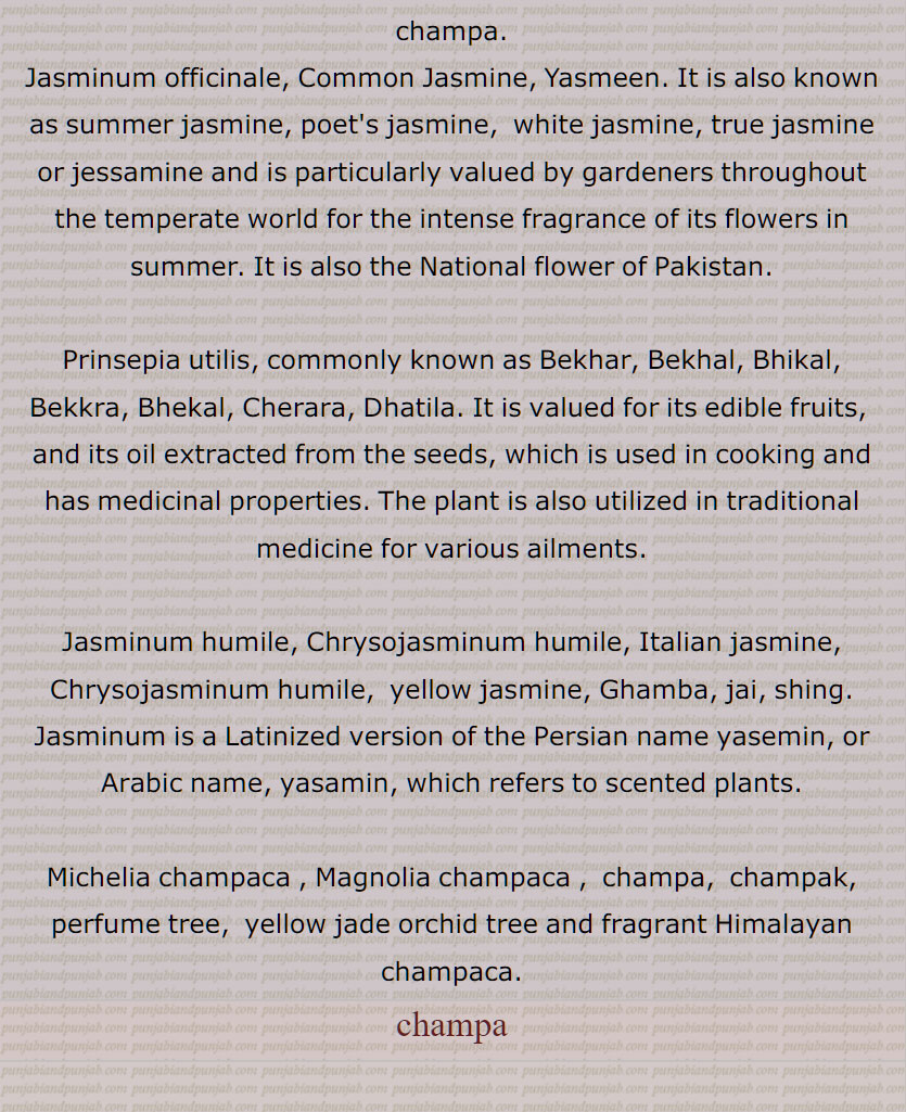 چمپا, چنبا, چنپا , چم پک,چمپا, پودا ,خوشبودار پھول, یاسمین, مالتی, چمبا, بنسو,دومنی, پاکستان کا قومی پھول ,بیکھر, بیکھل,  سفید پھول,کرن گورا, اس کا تیل ,پھل بھی کھایا , مرتی, نو گیٹی, زرد رنگ کے خوشبو دار پھول,پیلے پھول,عطر , چمکھری,چمبہ,  چموتی ,The name of a flower,  , jessamine tree , flower,  champa, Jasminum officinale, Jasmine, Yasmeen, white jasmine, true jasmine ,  National flower of Pakistan,
Prinsepia utilis, Bekhar, Bekhal, Bhikal, Bekkra, Bhekal, Cherara, Dhatila,  edible fruits,  traditional medicine , Jasminum humile, Chrysojasminum humile, Italian jasmine, Chrysojasminum humile,  yellow jasmine, Ghamba,   shing. Jasminum, scented plants, Michelia champaca , Magnolia champaca ,  champa,  champak, perfume tree,  yellow jade orchid tree and fragrant Himalayan champaca, champa,ਚੰਪਾ,ਚਮਪਾ,ਚੰਬਾ