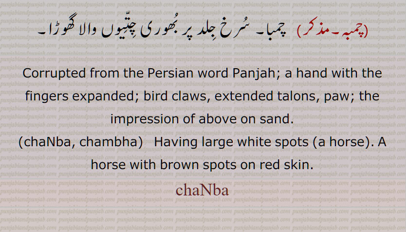 چ٘با , جانور کا پنجہ, چمبا,ایک پودا، چمپا, پنجہ کی بگڑی ہوئی شکل,ہاتھ,  چتر وچتر,ڈب کھڑبا, سفید داغوں والا، چترا , سفید دھبوں والا گھوڑا,چنبا دینا, چنبے دینا, چنبے مارنا, چنب , جلد پر سفید داغ,چمبہ, سرخ جِلد پر بھوری چتیوں والا گھوڑا,  Panjah,a hand , chaNba, chambha, Having large white spots , chaNba