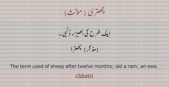  چھتری,chhattari,ਛਤ੍ਰੀ ,chhatri,ਛਤਰੀ,term used of sheep after twilve months old ram. an ewe. چھتری۔ بھیڑ۔ دنبی۔ چھترا۔chhattari, ਛਤ੍ਰੀ , chhatri, ਛਤਰੀ, a small umbrella top of mushroom. place of a sadhu , an ascetic, چھتری۔ کشتری۔ ایک ذات۔ ہندو راجپوت۔ سادھو۔ بارش سے بچنے کے لیے مشرونم کے اوپر جیسی ۔ مشرونم کا اوپر کا حصہ 