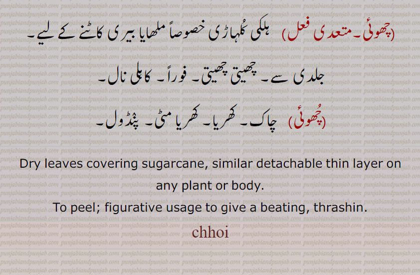  chhoi, چھوئی,ਛੋਈ , dry leaves covering sgarcane. detachable thin layer on sny plant or body. to peel figrative sage to give beating thrashin,چھوئی۔ کھوری پتی۔ کماد کی ضشک پتی۔ کماد کی کھوری۔ دھان کی پرالی۔ جسم کی باریک چمڑی۔ گنے کا پھوک جو رس کے بعد۔ کھوئی۔ چھوٹی لاہنا۔ گنے سے چھوئی اتارنا۔ تنقید کرنا۔ چھل لاہنا۔ زیادہ قیمت وصول۔چھوئی لتھنا۔ زیادہ پیسے سودے میں دینا۔ چھوئی لہانا۔ مہنگا خریدنا۔ ہلی کلہاڑی ملھایا بیری کاٹنے کے لیے۔ جلدی سے۔ چھیتی فوراً۔ کاہلی ۔ چاک۔ کھریا۔ کھریا مٹی۔ پنڈول۔ 
