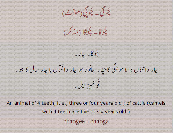 چوگی۔ چوگا۔ چوکا۔ چار۔ چار دانت والا مویشی کا بچہ۔ نوخیز بیل۔ چار سال کا جانور۔an animal of 4 teeth. four year or five year six year old cattle or camel, ਚੋੱਗਾ, chog, ਚੋਗ, choga, ਚੋਗਾ, 