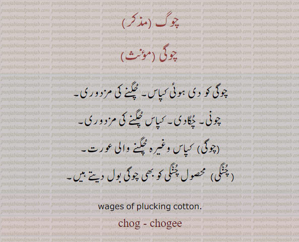 چوگی۔ چوگی ہوئی کپاس۔ چگنے کی مزدوری،چونی۔ چگادی۔ کپاس چگنے والی عورت۔ محصول چنگی ۔ چنگی۔ wages of pluking cotton. chog. chogi. chogee, ਚੋਗੀ،  چوگ ،ਚਗ