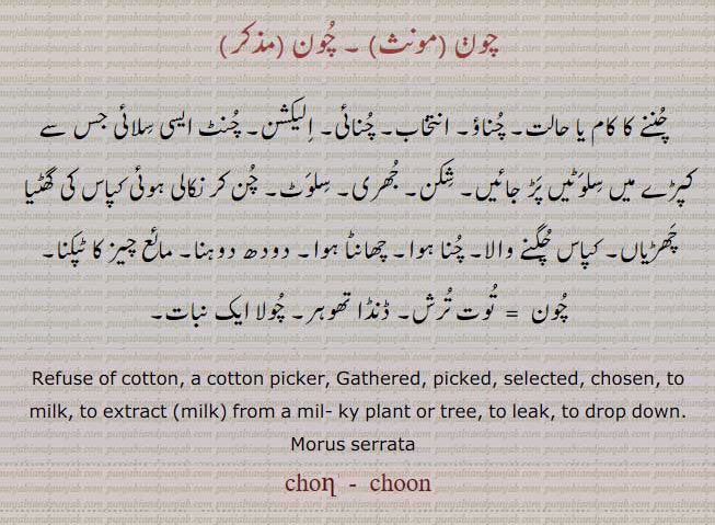  chon,chun,choon,چون,ਚੋਣ, Refuse of cotton; a cotton picker;Gathered, picked, selected, chosen. To milk; to extract (milk) from a milky plant or tree; To leak, to drop down. morus serrata.چننے کا کام یا حالت۔ چناؤ۔ انتخاب۔ الیکشن۔ چنٹ ۔ شکن۔ جھری۔ سلوٹ۔ کپاس چگنے والا۔ چھانٹا ہوا۔ دودھ دوہنا۔ مائع چیش ٹپکنا۔ توت ترش۔ ڈنڈا تھوہر۔ چولا ایک نبات۔ 