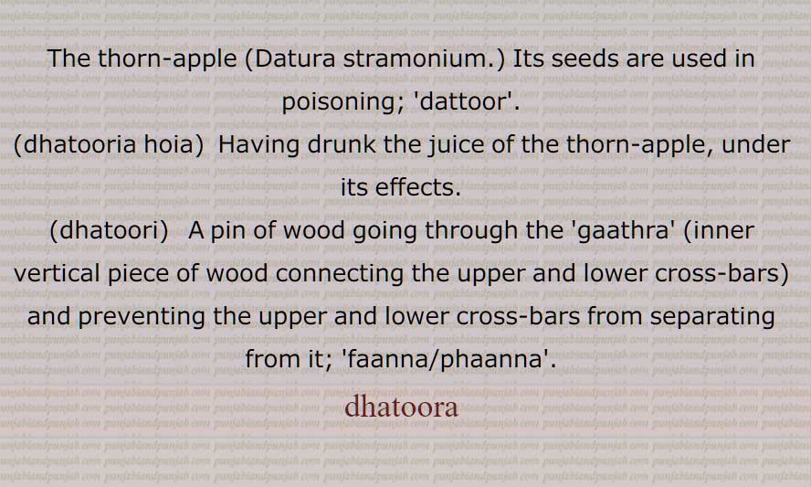   دھتورا, داتورا, ایک نشہ آور پَودا جس کا ھل کانٹوں والا اور بیج زہریلے ہوتے ہیں,اس کی ولایتی اقسام خوبصورت ھول دیتی ہیں, دتورہ, دنتور, دھتورا دینا,دھتورا کالا, دھتوریا ہویا,دھتوری,   گچھ,گلی ,ھال, لکڑی کا فانہ,گلی, گجھی, دھانس, The thorn-apple ,Datura stramonium, dattoor,dhatooria hoia, dhatoori, faanna, phaanna, dhatoora, ਧਤੂਰਾ, dhatura ,ਧਤੂਰੀ, dhaturi, dattur, ਦੱਤੂਰ , Datura stramonium, thornapple, jimsonweed , jimson weed, devil's trumpet,