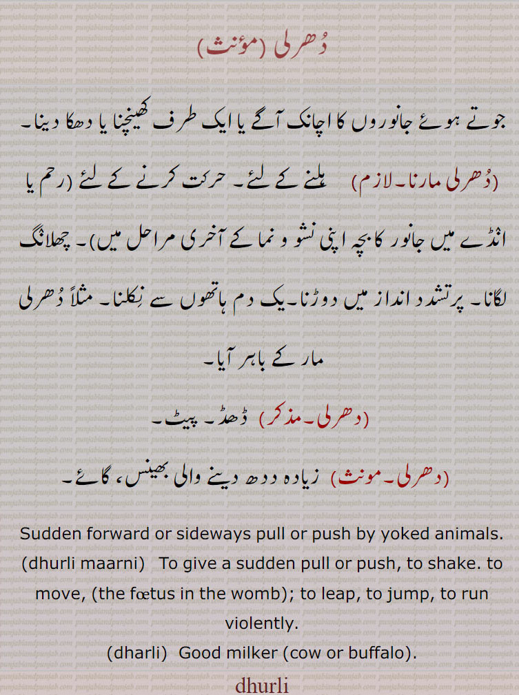  دُھرلی ,جوتے ہوئے جانوروں کا اچانک آگے یا ایک طرف کھینچنا یا دھکا دینا,دُھرلی مارنا,    ہلنے کے لئے۔ حرکت کرنے کے لئے (رحم یا انٛڈے میں جانور کا بچہ اپنی نشو و نما کے آخری مراحل میں)۔ چھلانٛگ لگانا۔ پرتشدد انداز میں دوڑنا۔یک دم ہاتھوں سے نِکلنا۔ مثلاً دُھرلی مار کے باہر آیا,دھرلی, ڈھڈ۔ پیٹ,دھرلی, زیادہ ددھ دینے والی بھینس، گائے۔ ,Sudden forward or sideways pull or push by yoked animals.,dhurli maarni,   To give a sudden pull or push, to shake. to move,the foetus in the womb, to leap, to jump, to run violently.,dharli, Good milker ,cow or buffalo,. dhurli, dhurli , dhurli maarni, ਧੁਰਲੀ, ਧੁਰਲੀ ਮਾਰਨੀ, dharli,ਧਰਲੀ 