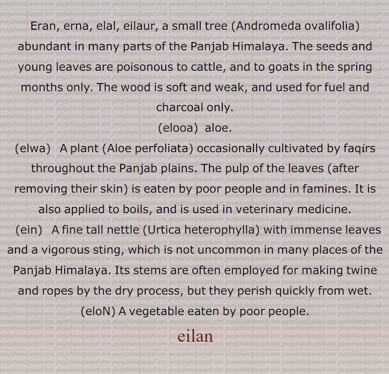    ایلن , ایرن۔ایرنا۔ایرنی۔ایلل۔ایلور, ایک چھوٹا سا درخت جو پنجاب کے پہاڑوں میں بہت ہوتا ہے جو کہ جلانے اور کوئلے بنانے کے کام آتا ہے۔ اس کے بیج ارو ہرے پتے کھانے سے مویشی مر جاتے ہیں۔رتن کٹ۔اروان, ایلوآ۔ایلیوا , ایک درخت جس کے پتوں کا گودا غریب اور قحط کے زمانہ میں دوسرے لوگ بھی کھاتے ہیں۔ یہ مویشیوں کی دواؤں میں بھی استعمال ہوتا ہے اور پھوڑوں کے اوپر بھی لگاتے ہیں۔ مصبر۔ کالا سہاگہ۔ گھیکوار, ایلو,   اوجن۔ ایک نبات۔اوآ۔ ایلوں, ایلوں,   ایک ترکاری جو عموماً غریب آدمی کھاتے ہیں ۔قسم سبزی, ایئن,  ایک خاصا لمبا پودا جس کے پتے خاردار ہوتے ہیں۔
Eran, erna, elal, eilaur, a small tree (Andromeda ovalifolia) abundant in many parts of the Panjab Himalaya. The seeds and young leaves are poisonous to cattle, and to goats in the spring months only. The wood is soft and weak, and used for fuel and charcoal only., elooa,  aloe. , elwa,   A plant (Aloe perfoliata) occasionally cultivated by faqirs throughout the Panjab plains. The pulp of the leaves (after removing their skin) is eaten by poor people and in famines. It is also applied to boils, and is used in veterinary medicine. , ein,   A fine tall nettle (Urtica heterophylla) with immense leaves and a vigorous sting, which is not uncommon in many places of the Panjab Himalaya. Its stems are often employed for making twine and ropes by the dry process, but they perish quickly from wet., eloN, A vegetable eaten by poor people.,elan,,Eran, ਏਰਨ; Erna, ਏਰਨਾ; Elal , ਏਲਲ ; Eilaur , ਏਲੌਰ , elooa, ਏਲੂਆ , aloe, elwa, ਏਲੇਵਾ ,  ਏਲੋਂ , ਏਇਨ,
 eran ,ਏਰਨ, Eilan, ਏਲਨ