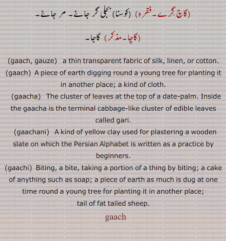  گاچ, ایک باریک جالی دار کپڑا۔ ,Gauze, , چاک۔ کاچ, گاج۔,  کسی پودے کو دوسری جگہ لگانے کے لئے اس کے گرد کی اکھاڑی ہوئی مٹی۔پودے کے گرد مٹی کی چکلی نکالنا تاکہ پودا دوسری جگہ لگایا جائے۔ چکلی۔ چاکی,گاچا,   ٹانڈی۔ ہری مکی۔ سنگھنی مکی جو بطور چارہ بیجی جاتی ہے۔مویشیوں کو کھلانے کا چارہ خصوصاً جو ہرا کچا پودا ہی ہو۔  کھجور کے درخت کی چوٹی کے پتوں کا جھنڈجس کے اندر نازک  کھانے والے پتوں کی گری یا گاری ہو۔گبھ پتر۔کجھور کی نو شگفتہ ٹہنی,گاچی, گاچ۔ بڑی ٹکیہ صابن وغیرہ کی۔صابن جیسی کسی بھی چیز کی ٹکیہ۔ چاکی۔ کسی چیز کا ایک حصہ کاٹنا۔ دنبے کی چربدار دم۔ موٹی دم والی بھیڑ۔ گاجنی۔چک مارنے کی حالت , جبکہ دانت گوشت میں گچ سے دھنس جاتے ہیں, بھرنا۔ کڈھنا۔ مارنا۔,گاچنی,  گاجنی,گاچْنی, چکنی مٹی جس سے تختی ( لکڑی کی سلیٹ) وغیرہ پوتی جاتی ہے،  جس پر فارسی حروف تہجی کو اسکول کے بچے مشق کے طور پر لکھتے ہیں,اچْنی مٹی.  گاچنی.گاچی.  کڑی تختے کی چھت پر ڈالنے کے لیے ملبے کی مٹی کا بنایا ہوا (ٹھوس) گارا۔دھابا. گاج۔ پہاڑی مرچ.گاچ گرے۔فقرہ)  (کوسنا) بجلی گر جائے۔ مر جائے.گاچا.  گاجا۔,  gaach, ਗਾਚ,gaachi, ਗਾਚੀ,gaachani,ਗਾਚਣੀ,gaacha, ਗਾਚਾ,gaach, gauze,  