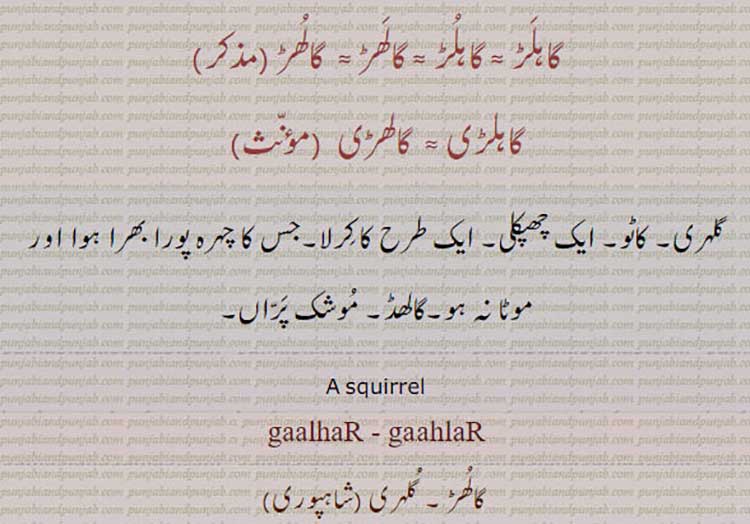  ਗਾਲ੍ਹਡ਼, ਗਾਲ੍ਹੜ, galhar, gaalhar, gaahlar,gahlar, squirrel, گاہلڑی,گاہلڑ,گالھڑ,گالھڑی, کاٹو, ایک چھپکلی, اک کرلا,گالھڈ , موچک پڑاں  ,گلہری,