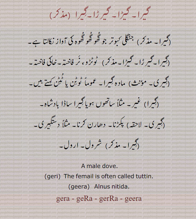  گیرا,گیرڑا, گیڑا ,gera,ਗੇਰਾ, ਗੇਡ਼ਾ,male dove,   geyra,gera, گیرا, گیرڑا,گیڑا,  ,  