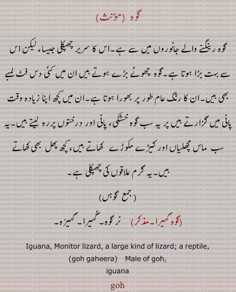    ,گوہ,چھپکلی,گوہں,گوہ گہیرا,گہیرَہ,Iguana, Monitor lizard, a large kind of lizard,goh, gaheera, iguana, ਗੋਹ,  ਗੋਹ ,ਗਹੀਰਾ,  