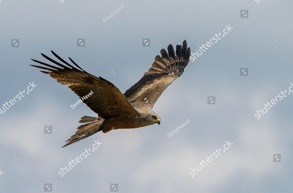 kind of hawk. milvus migrans. foolish person. black kite,   ال ,il,ill,ਇੱਲ,