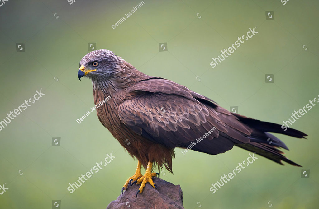kind of hawk. milvus migrans. foolish person. black kite,   ال ,il,ill,ਇੱਲ,