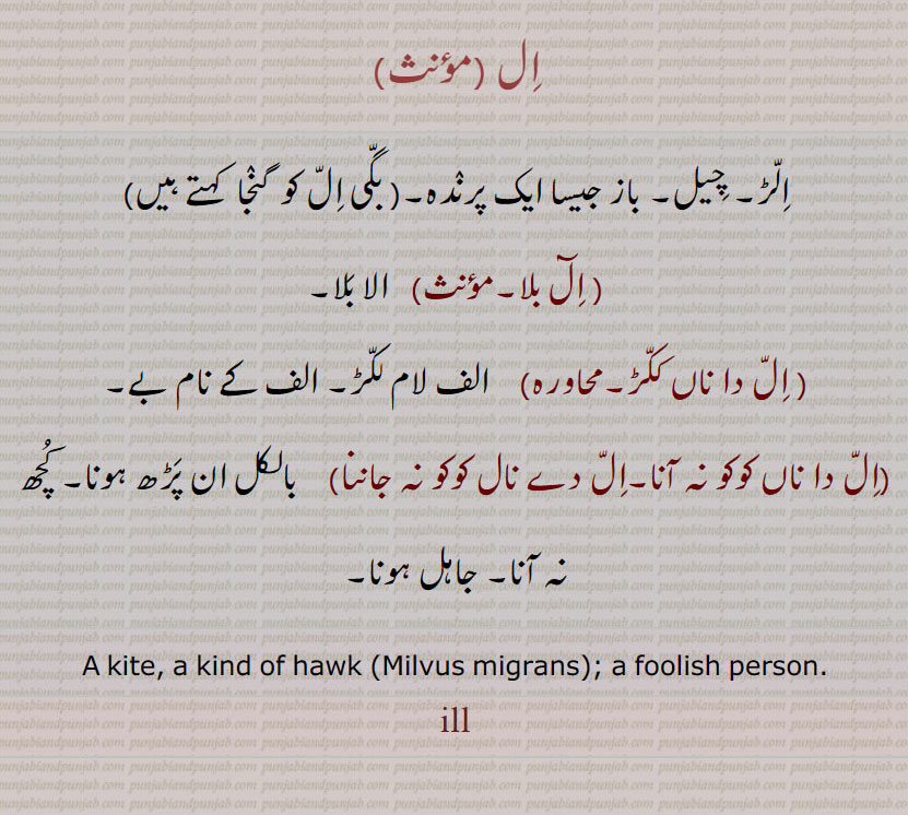    ال ,il,ill,ਇੱਲ, الڑ, چیل, بگی ال, ال بلا, ال دا ناں ککڑ,,الف لام لکڑ, ال دا ناں کوکو نہ آنا, ال دے نال کوکو نہ جاننا, ان پڑھ,جاہل, kind of hawk. milvus migrans. foolish person. 