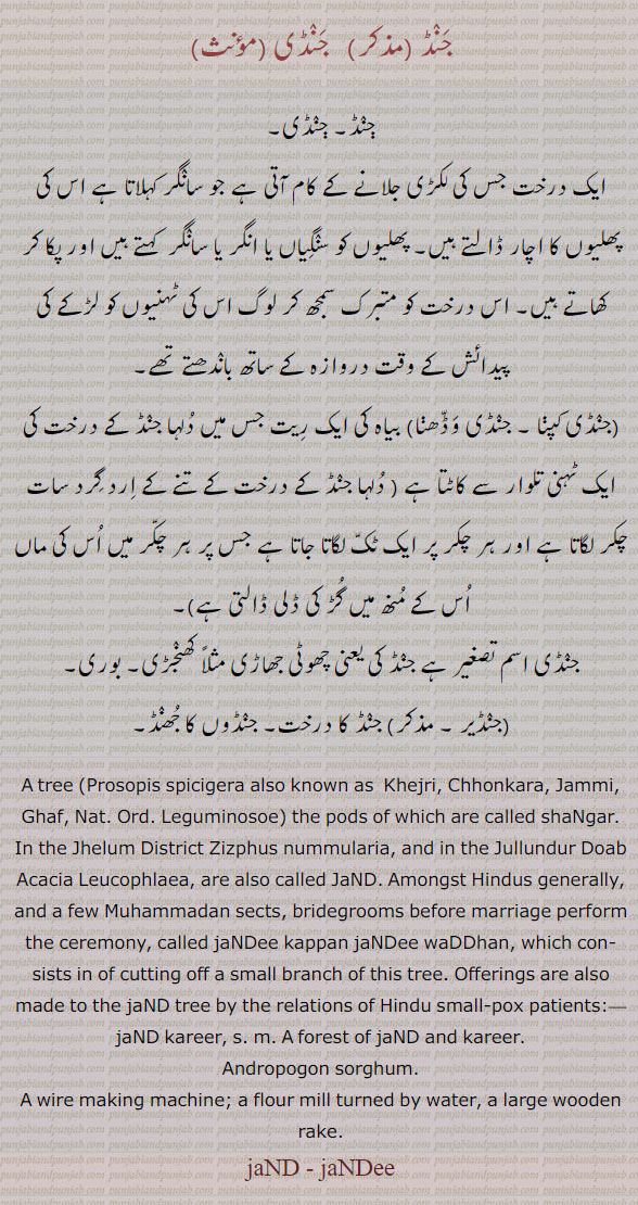    درخت کا نام,جنڈی کپنا, جنڈی وڈھنا, کھنجڑی, بوری, جنڈیر,سانگر, سنگیاں, انگر ,جنڈ, جنڈی, جنڈا, جنڈے, جنڈلی, جنڈڑے,جنڈیاں, جنڈیر,jaND, ਜੰਡ, jaNDee, ਜੰਡੀ, TREE, Prosopis spicigera, khejri, chhonkara, jammi, ghaf, shangar, zizphus numulana, Acacia leucophlaea,  