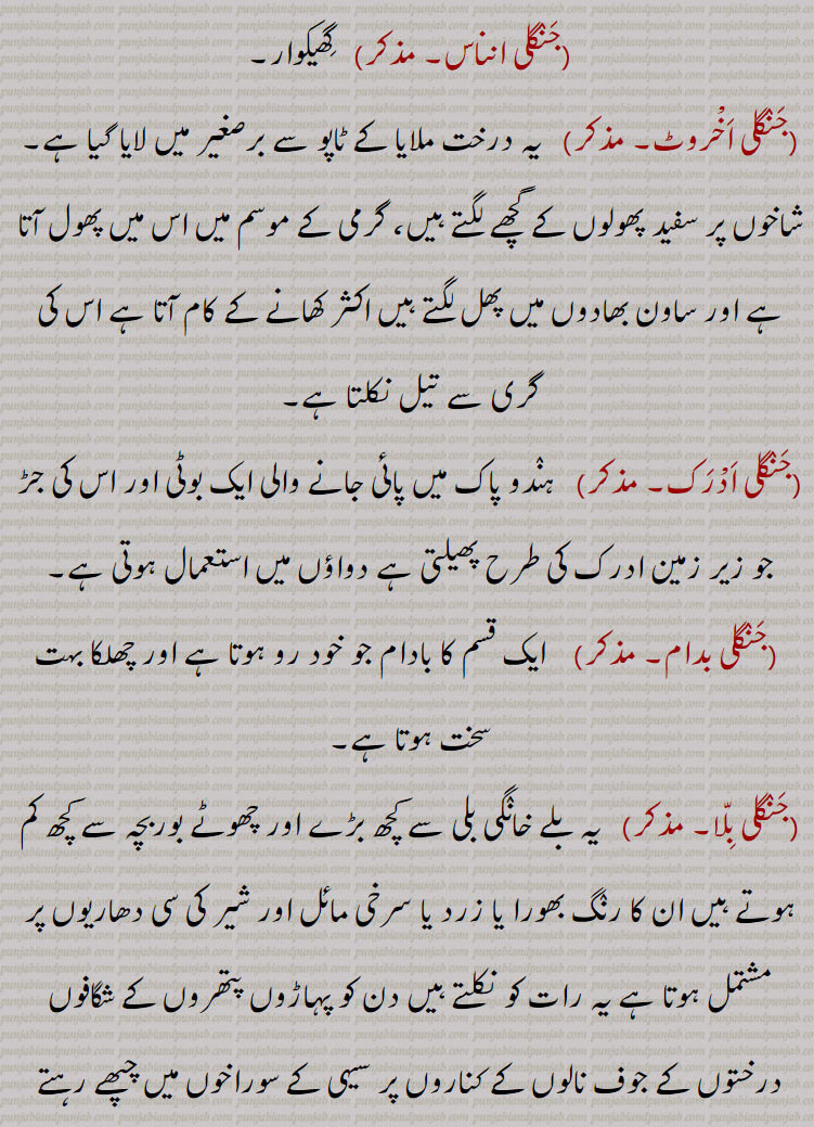   جنگلی ,,جنگل,جنگلی بوٹی,جنگلی انناس,جنگلی اخروٹ,جنگلی ادرک,جنگلی بدام,جنگلی بِلا,جنگلی بِلی,جنگلی بِنڈا,جنگل پڑنگنی,جنگلی پڑُنگی, برونگی,کھرشو,شاہ بلوط,جنگلی بید,جنگلی بیر,جنگلی پالک,جنگلی بیلی,جنگلی پِیلی,جنگلی بھینسا,جنگلی پکون,جنگلی پِیاز,جنگلی تلسی,جنگلی تماکو,جنگلی چنپا,جنگلی چنا,جنگلی چپھینڈ,,جنگلی چوہا,جنگلی چوکا,جنگلی دریاں,جنگلی ذات,جنگلی رس بھری,جنگلی سامک,جنگلی سرسوں,جنگلی سرن,جنگلی سن کوکرا, ککڑا,جنگلی سرو,جنگلی سور,جنگلی فرست,جنگلی کاں,جنگلی کبوت,جنگلی کبود,جنگلی کتس,جنگلی گوہا۔جنگلی کنڈَہ,جنگلی لہسن,جنگلی گھوڑا,جنگلی گاجر,جنگلی گلاب,جنگلی مانہ,جنگلی مولی,جنگلی مہندی،,جنگلی میتھی,جنگلی مرغ,جنگلیانی
, jaNgali, ਜੰਗਲੀ, ਜੰਗਲ਼ੀ, ਜਾਂਗਲ਼ੀ, jaNgali badaam, Terminalia catappa, jaNgali binDa, Hibiscus,jaNgal paRNgani, Quercus semecarpifolia, jaNgali gulaab, ਜੰਗਲ਼ੀ ਗੁਲਾਬ, jaNgali jaanwar, ਜੰਗਲ਼ੀ ਜਾਨਵਰ ,jaNgali batakh, ਜੰਗਲ਼ੀ ਬਤਖ਼, jaNgali booti, ਜੰਗਲ਼ੀ ਬੂਟੀ , Herb,weed, jaNgali goRa, Onager, Equus hemionus, hemione, Asiatic wild ass, jaNgali piyaaz, Erythronuim indicum, jaNgali pakoon, Hemidesmus Indicus, Indian sarsaparilla, jaNgali chaNba, Plumeria alba, jaNgali chooka, Oxalis acetosella,jaNgali duriyaaN, Cullenia ecelsa, jaNgali saroo, Ailanthus excelsa,jaNgali kaaN, Corvus cluminatus, Indian jungle crow, jaNgali kabood,Othis sarda, jaNgali murgh, Eurasian woodcock, Scolopax rusticola, jaNgali chhapeNd, Trichosanthes cucumerina, jaNgali gajar, chaerophyllum villosum, jaNgali moli, Plume nicracifolia, jaNgali mehNdi, Ammannia baccifera, jaNgali methi, Sida spinosa, prickly fanpetals,, 