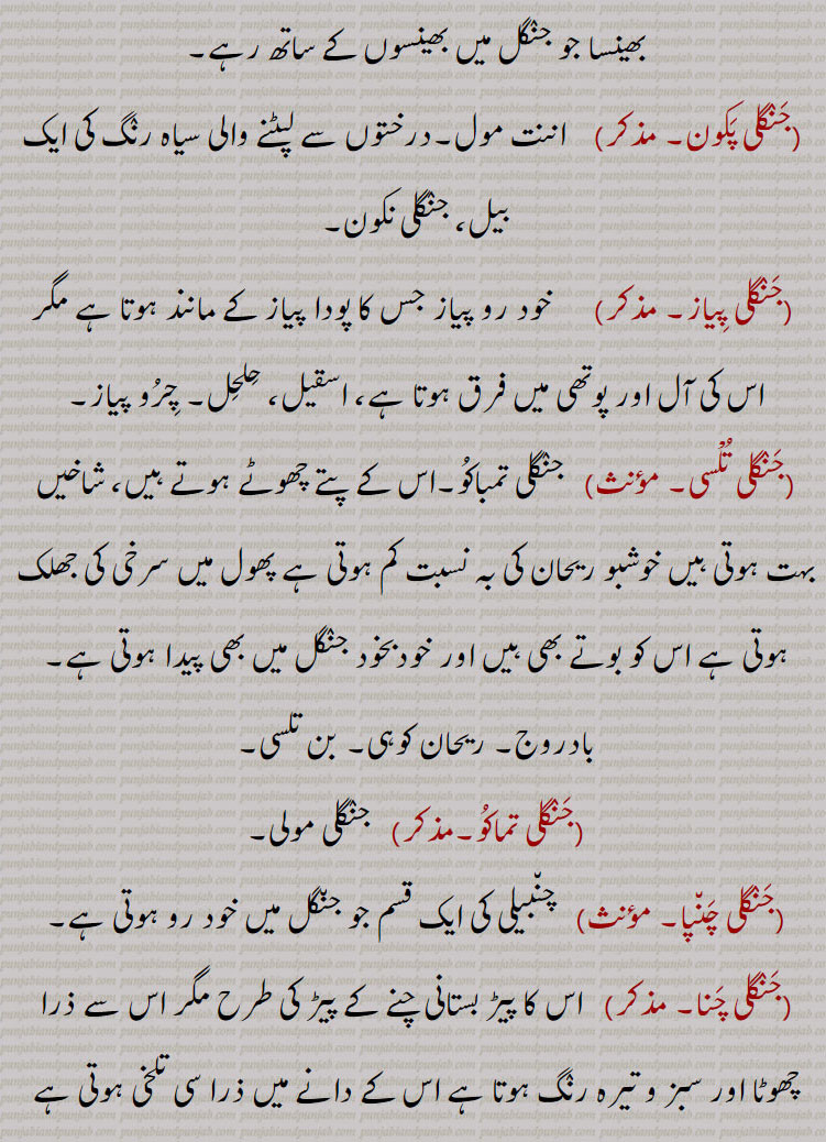   جنگلی ,,جنگل,جنگلی بوٹی,جنگلی انناس,جنگلی اخروٹ,جنگلی ادرک,جنگلی بدام,جنگلی بِلا,جنگلی بِلی,جنگلی بِنڈا,جنگل پڑنگنی,جنگلی پڑُنگی, برونگی,کھرشو,شاہ بلوط,جنگلی بید,جنگلی بیر,جنگلی پالک,جنگلی بیلی,جنگلی پِیلی,جنگلی بھینسا,جنگلی پکون,جنگلی پِیاز,جنگلی تلسی,جنگلی تماکو,جنگلی چنپا,جنگلی چنا,جنگلی چپھینڈ,,جنگلی چوہا,جنگلی چوکا,جنگلی دریاں,جنگلی ذات,جنگلی رس بھری,جنگلی سامک,جنگلی سرسوں,جنگلی سرن,جنگلی سن کوکرا, ککڑا,جنگلی سرو,جنگلی سور,جنگلی فرست,جنگلی کاں,جنگلی کبوت,جنگلی کبود,جنگلی کتس,جنگلی گوہا۔جنگلی کنڈَہ,جنگلی لہسن,جنگلی گھوڑا,جنگلی گاجر,جنگلی گلاب,جنگلی مانہ,جنگلی مولی,جنگلی مہندی،,جنگلی میتھی,جنگلی مرغ,جنگلیانی
, jaNgali, ਜੰਗਲੀ, ਜੰਗਲ਼ੀ, ਜਾਂਗਲ਼ੀ, jaNgali badaam, Terminalia catappa, jaNgali binDa, Hibiscus,jaNgal paRNgani, Quercus semecarpifolia, jaNgali gulaab, ਜੰਗਲ਼ੀ ਗੁਲਾਬ, jaNgali jaanwar, ਜੰਗਲ਼ੀ ਜਾਨਵਰ ,jaNgali batakh, ਜੰਗਲ਼ੀ ਬਤਖ਼, jaNgali booti, ਜੰਗਲ਼ੀ ਬੂਟੀ , Herb,weed, jaNgali goRa, Onager, Equus hemionus, hemione, Asiatic wild ass, jaNgali piyaaz, Erythronuim indicum, jaNgali pakoon, Hemidesmus Indicus, Indian sarsaparilla, jaNgali chaNba, Plumeria alba, jaNgali chooka, Oxalis acetosella,jaNgali duriyaaN, Cullenia ecelsa, jaNgali saroo, Ailanthus excelsa,jaNgali kaaN, Corvus cluminatus, Indian jungle crow, jaNgali kabood,Othis sarda, jaNgali murgh, Eurasian woodcock, Scolopax rusticola, jaNgali chhapeNd, Trichosanthes cucumerina, jaNgali gajar, chaerophyllum villosum, jaNgali moli, Plume nicracifolia, jaNgali mehNdi, Ammannia baccifera, jaNgali methi, Sida spinosa, prickly fanpetals,, 