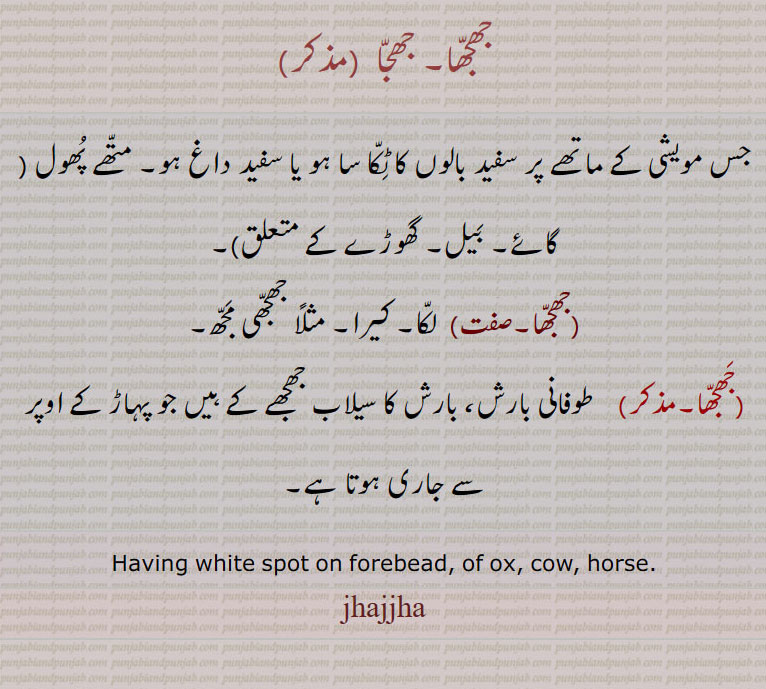   جھجھا, jhajjha,ਝੱਝਾ, of ox, cow, having spot, ,سفید داغ, متھے پھول، لکا, کیرا, طوفانی بارش,   