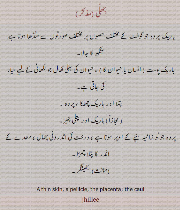 jhillee, ਝਿੱਲੀ, jhilli, thin skin, pelicle, جھینگر. پتلا چمڑا. پردہ. باریک چھلکا. آنکھ کا جالا. باریک پوست. درخت کی اندرونی چھال.